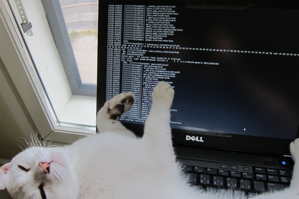 Kernel Panic Cat